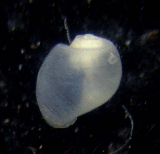 Colpodaspis pusilla